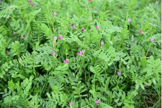 Spring vetch for aftercrops - 1000 g