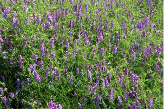 用于露头的春季紫云英 -  1000克 - Vicia sativa - 種子