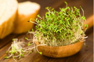 BIO - Alfalfa sprouting seeds - certified organic seeds; Lucerne