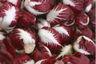 BIO - Radicchio "Palla rossa 3" - benih organik bersertifikat; Chicory - 360 biji - Cichorium intybus