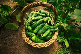 BIO - Bush cucumber "Gift" - certified organic seeds - 110 seeds