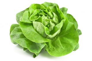 Salat Hode - Queen of May - BIO - 450 frø - Lactuca sativa L. var. Capitata