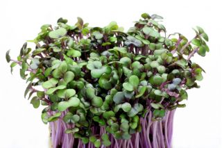 BIO - Σπόροι βλάστησης κόκκινου λάχανου - πιστοποιημένοι βιολογικοί σπόροι - 2700 σπόροι - Brassica oleracea,convar. capitata,var. rubra.