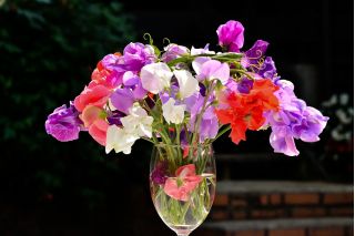 Home Garden - Søt ert "Knee Hi" - for innendørs og balkong dyrking - 60 frø - Lathyrus odoratus