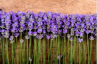 Σπίτι Κήπος - Λεβάντα "Munstead Strain" - για εσωτερική και μπαλκονική καλλιέργεια? λεβάντα στενής φύσης, λεβάντα κήπου, αγγλική λεβάντα - 200 σπόροι - Lavandula angustifolia