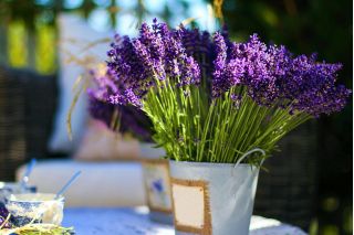 Σπίτι Κήπος - Λεβάντα "Munstead Strain" - για εσωτερική και μπαλκονική καλλιέργεια? λεβάντα στενής φύσης, λεβάντα κήπου, αγγλική λεβάντα - 200 σπόροι - Lavandula angustifolia