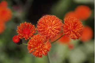 Tasselflower, pualele - vermillion ziedu galvas - 130 sēklas - Emilia coccinea