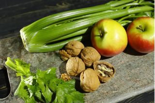 Stangensellerie 'Plein Blanc Pascal' - intensiv grün, ideal für Suppen