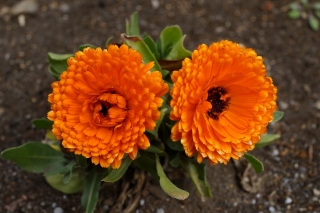 Home Garden - Pot marigold "Bon Bon" - for indoor and balcony cultivation - 240 seeds