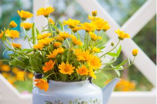 Rumah Taman - Pot marigold "Bon Bon" - untuk penanaman dalaman dan balkoni - 240 biji - Calendula officinalis - benih
