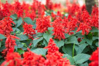 حكيم المدارية - الكرز الأحمر - 84 البذور - Salvia splendens - ابذرة