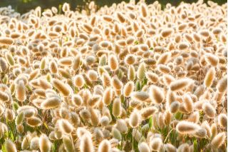 بذر چمن خرما، بذرهای خرگوش بذر - لاورووس اواتوس - 3200 بذر - Lagurus ovatus  - دانه
