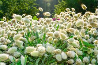 Hare's Tail Grass, Bunny Tails seeds - Lagurus ovatus - 3200 seeds