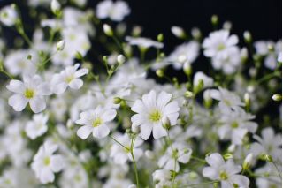 White annual baby's breath, showy baby's breath - 2800 seeds