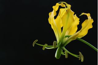 Gloriosa，火百合，火焰百合Lutea  - 鳞茎/块茎/根 - Gloriosa superba