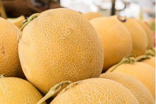 Cantaloupe "Junior" - hustá, oranžová, aromatická dužina - 35 semien - Cucumis melo L. - semená