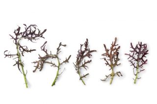 Червона мізуна, кёна, японська гірчиця - 1500 насінь - Brassica rapa var. Japonica - насіння