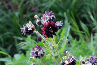 Akleja - Black Barlow - Aquilegia vulgaris