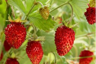 野草莓“Rujana”林地草莓，高山草莓，喀尔巴阡草莓，欧洲草莓，fraisier des bois  -  640种子 - Fragaria vesca - 種子