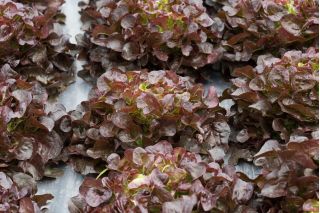 Zelena salata "Sahim" - 850 sjemenki - Lactuca sativa L. var. capitata  - sjemenke