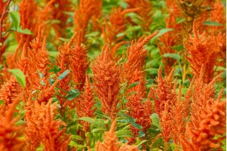 Амарант "Волшебный каскад" - разноцветный выбор сортов - 700 семян - Amaranthus sp. - семена