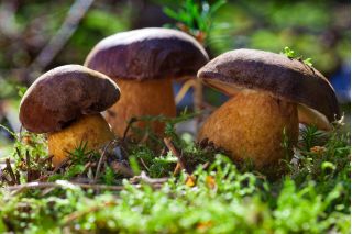 Vaksin mikoriza (mikoriza) - porcini - slipper jack - bay bolete - jamur hutan yang dapat dimakan - Mycorrhiza