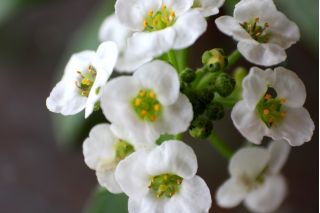 Alyssum manis, allison manis - varietas putih - 1750 biji - Lobularia maritima