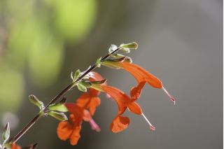 Sábio de sangue, sábio do Texas - 210 sementes - Salvia coccinea