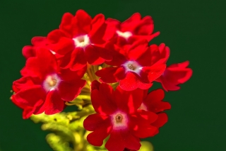 Hage verbena - røde blomster med en hvit prikk; hage vervain - 120 frø - Verbena x hybrida