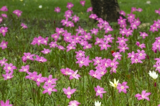 Zephyranthes Rosea, zephyrl cubanez, Rosy Lily Rain - 10 bulbi - Zephyrantes rosea