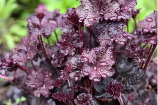 Heuchera ، Alumroot Purple Palace - بصلة / درنة / جذر - Heuchera diversifolia