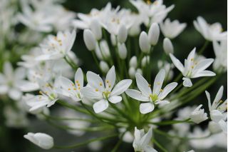 Allium Cowanii - 20 květinové cibule