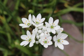 Allium Cowanii - 20 květinové cibule