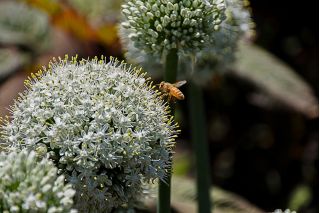 Dekoratív fokhagyma - White Giant - Allium White Giant