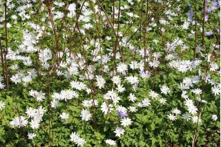 Anemone blanda Бял блясък - 8 луковици