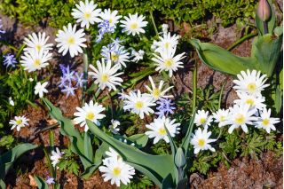 Anemone blanda - White Splendour - pacote de 8 peças