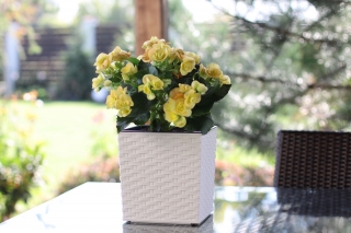 Pot bunga persegi "Juka" - 19 cm - rotan putih - 