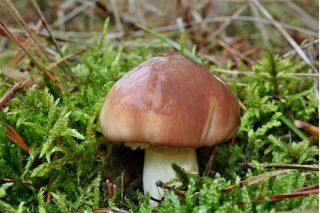 Slippery jack - mycelium; sticky bun