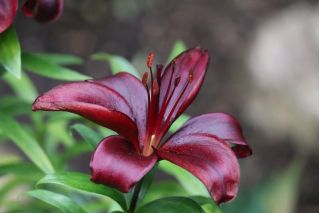 Lilium, Lily Mapira - čebulica / gomolj / koren - Lilium Mapira