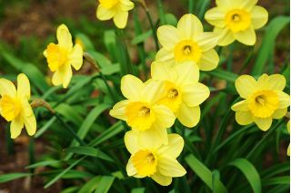 Narcis - Baby Moon - pakke med 5 stk - Narcissus