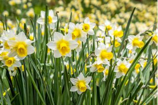 Narcis - Golden Echo - pakke med 5 stk - Narcissus