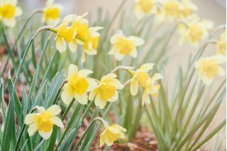 Narcissus Golden Echo - Daffodil Golden Echo - 5 ดวง