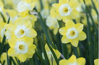 Narcissus Pipit - Daffodil Pipit - 5 bebawang