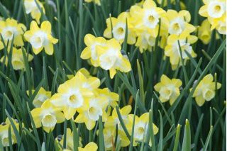 Narcissläktet - Pipit - paket med 5 stycken - Narcissus