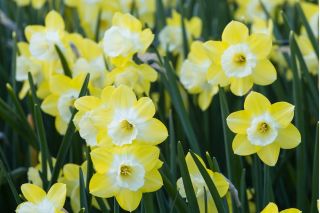 Narcizas - Pipit - pakuotėje yra 5 vnt - Narcissus