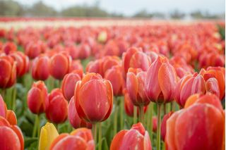 Tulpansläktet Annie Schilder - paket med 5 stycken - Tulipa Annie Schilder
