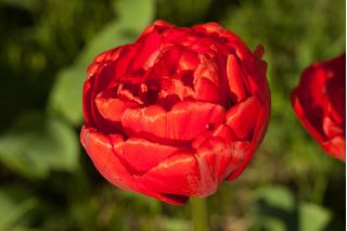 Tulipa Abba - Tulipán Abba - 5 květinové cibule