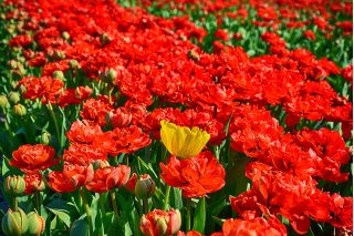 Tulipaner Abba - pakke med 5 stk - Tulipa Abba