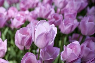 Tulpes Alibi - 5 gab. Iepakojums - Tulipa Alibi