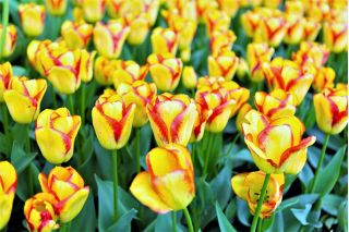 Tulipa Κέιπ Τάουν - Tulip Κέιπ Τάουν - 5 βολβοί - Tulipa Cape Town